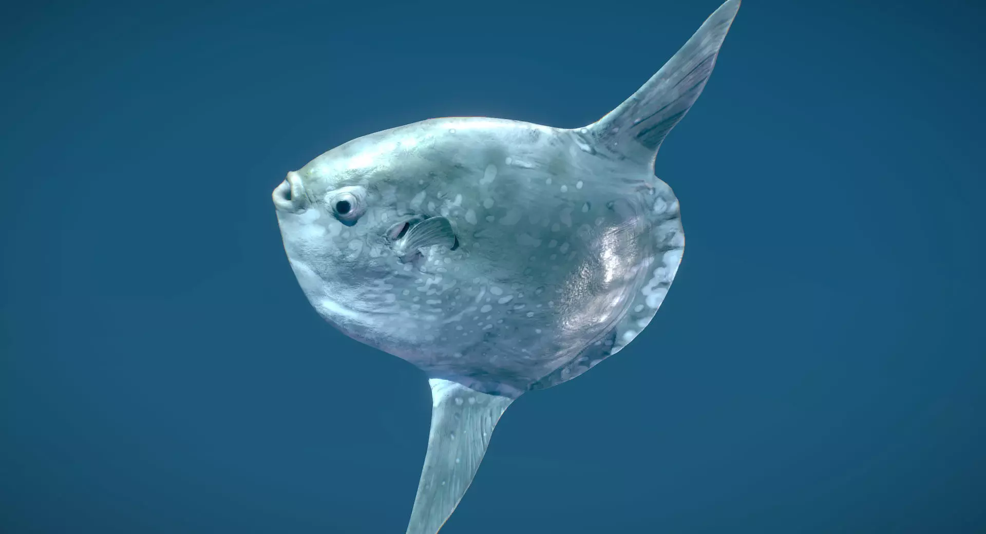 Hoodwinker Sunfish Mola Tecta 3D model_0