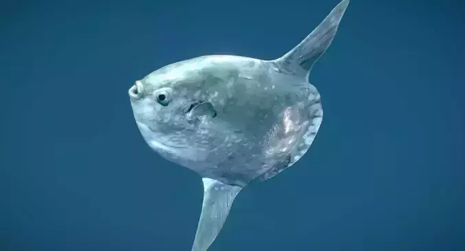 Hoodwinker Sunfish Mola Tecta