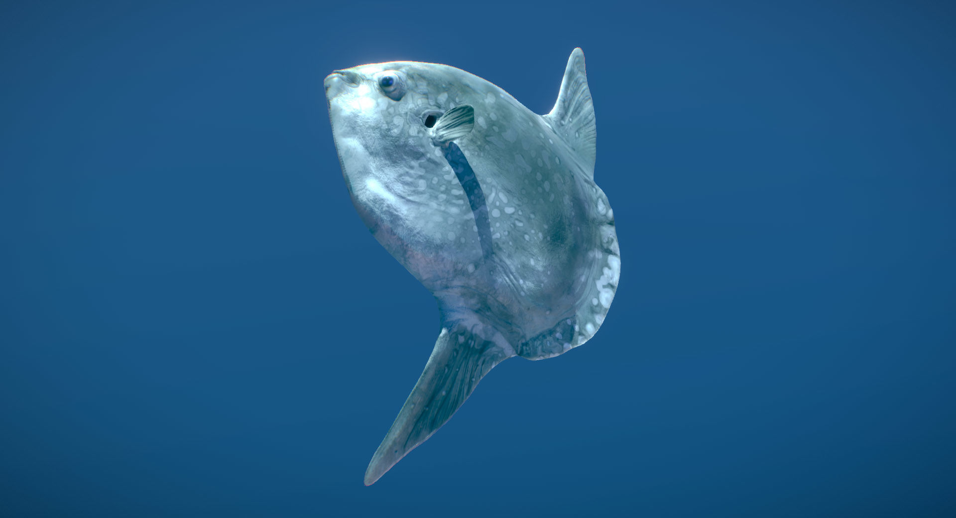 Hoodwinker Sunfish Mola Tecta 3D model_4