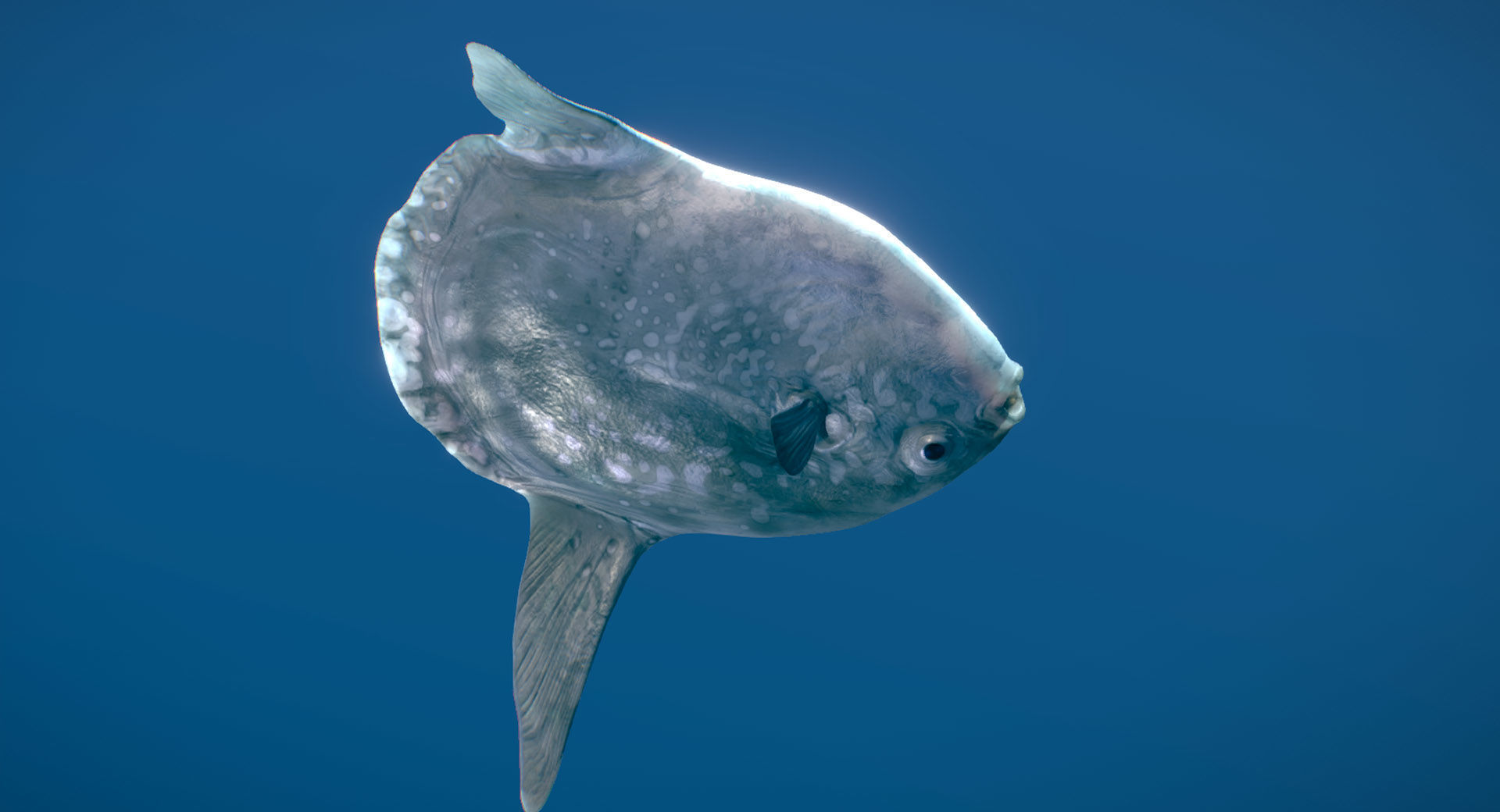 Hoodwinker Sunfish Mola Tecta 3D model_3