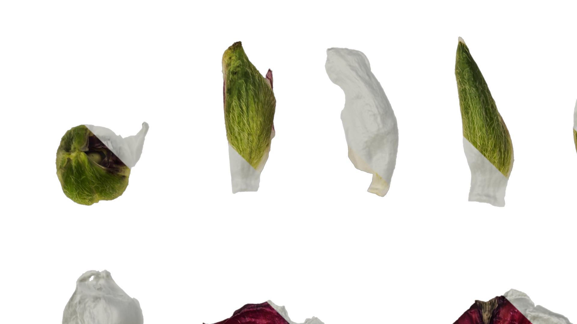 Anydrafts Ranunculus asiaticus Flower 09 Texture_1