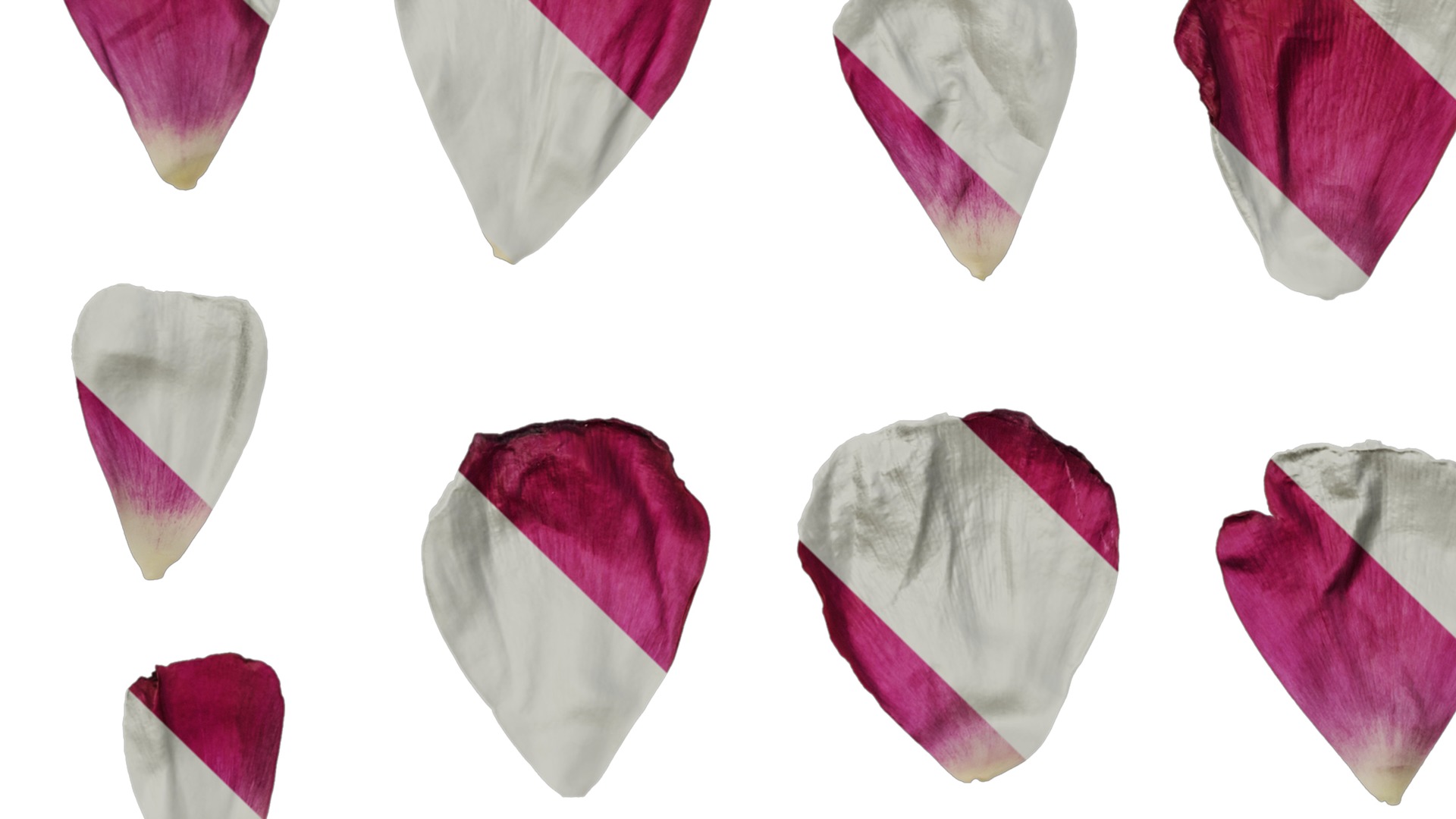 Anydrafts Ranunculus asiaticus Flower 09 Texture_5