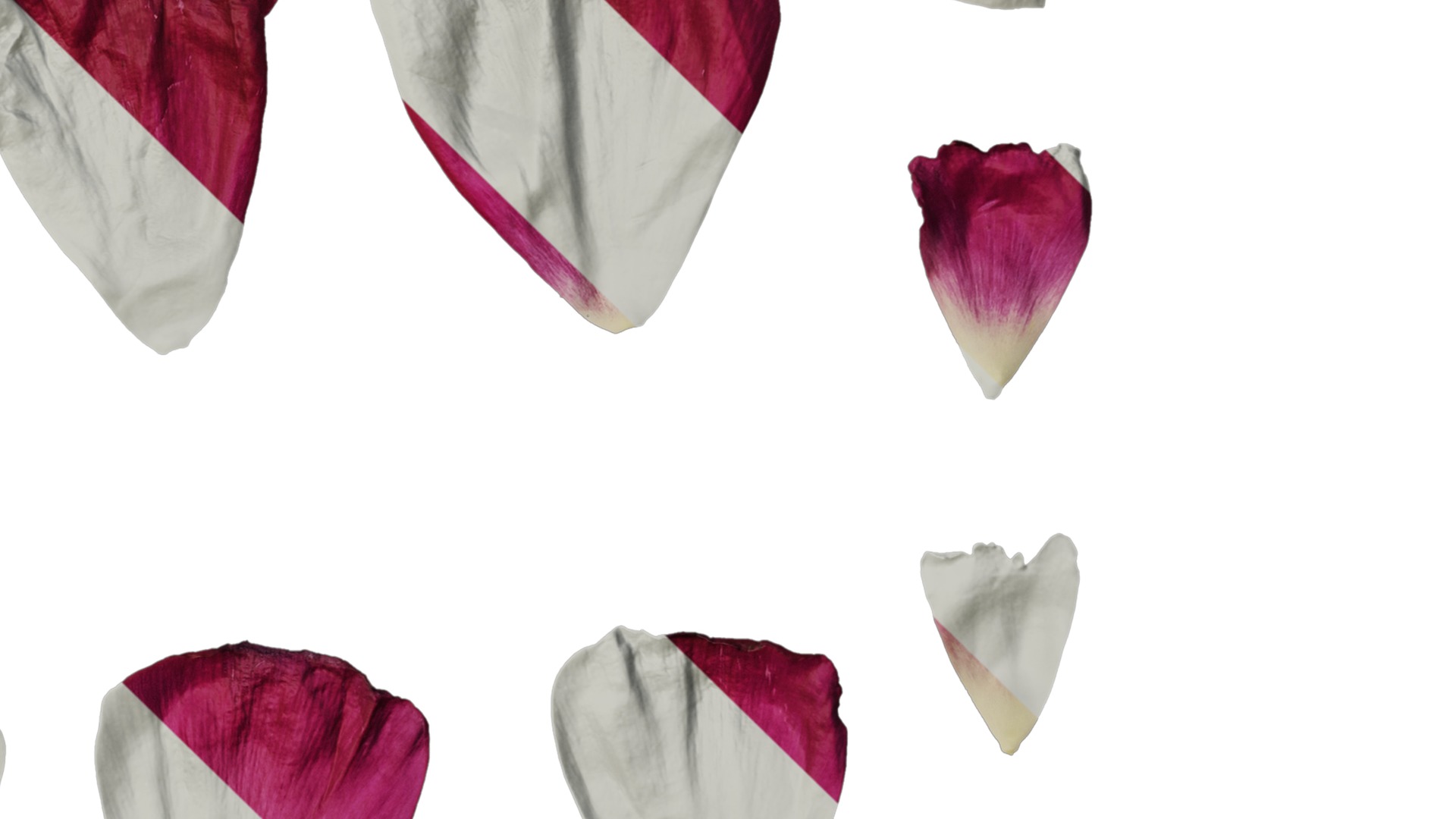 Anydrafts Ranunculus asiaticus Flower 09 Texture_4