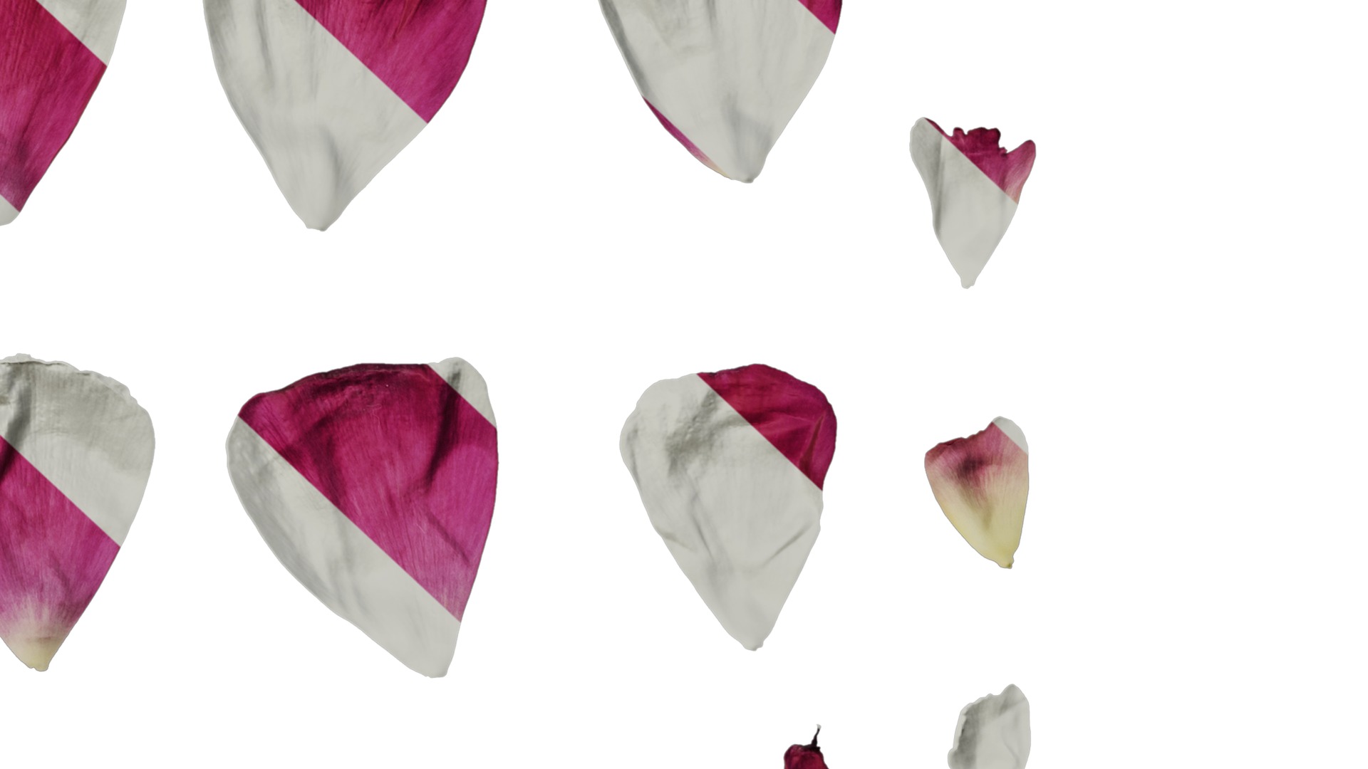 Anydrafts Ranunculus asiaticus Flower 09 Texture_6