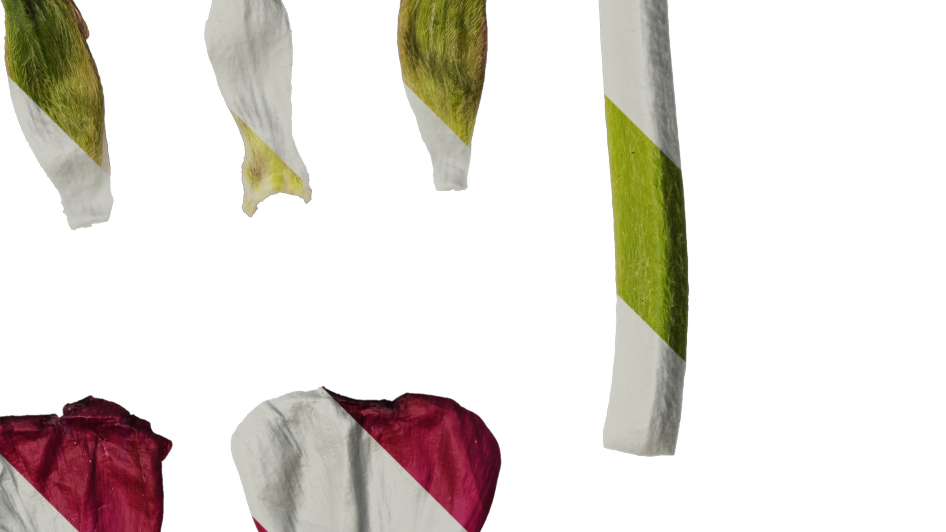 Anydrafts Ranunculus asiaticus Flower 09 Texture_2