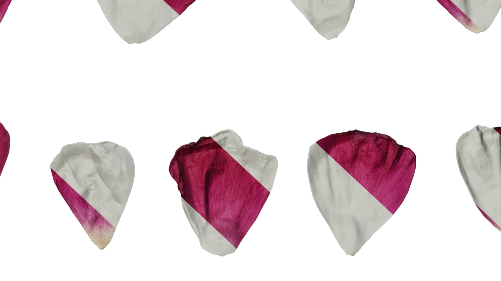 Anydrafts Ranunculus asiaticus Flower 09 Texture_7