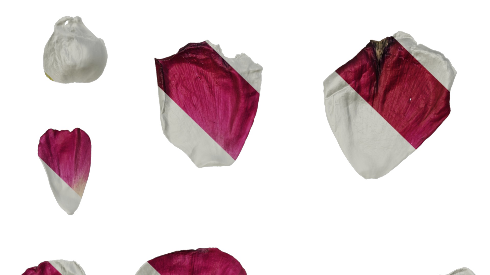 Anydrafts Ranunculus asiaticus Flower 09 Texture_3