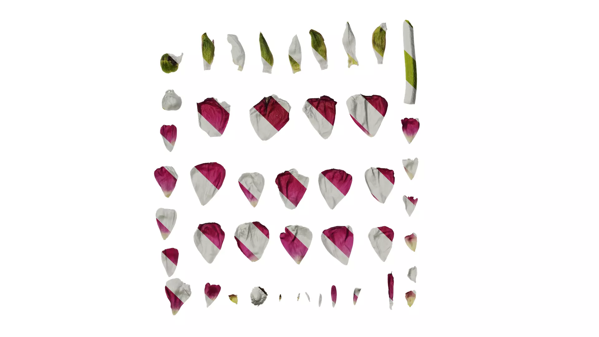 Anydrafts Ranunculus asiaticus Flower 09 Texture_0