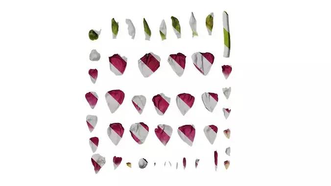 Anydrafts Ranunculus asiaticus Flower 09