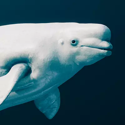 Beluga Whale 3D model_0