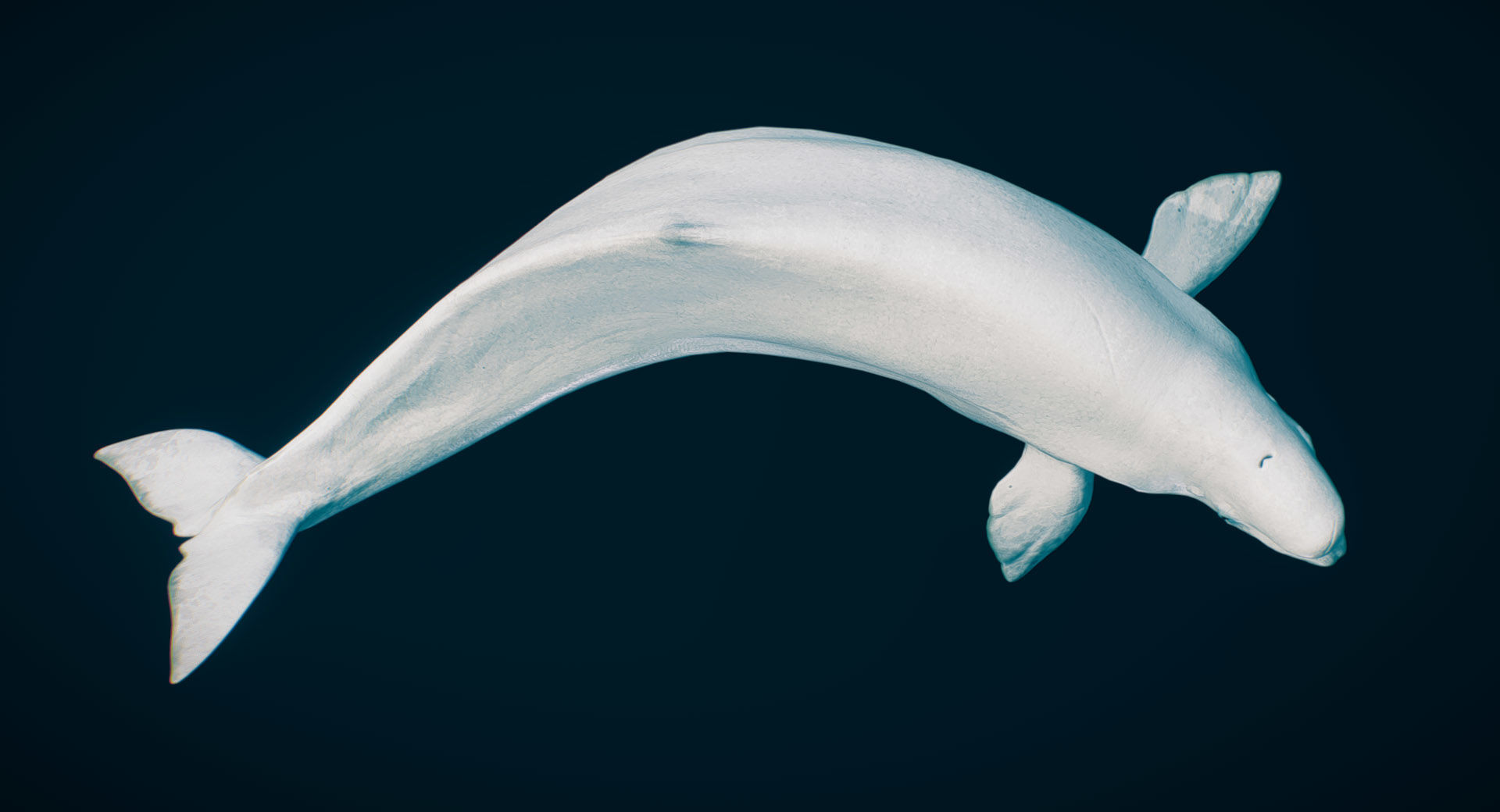 Beluga Whale 3D model_3