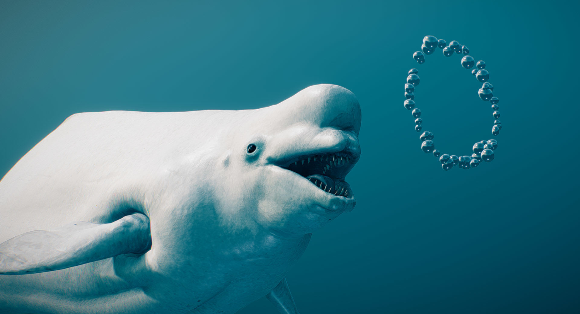 Beluga Whale 3D model_4