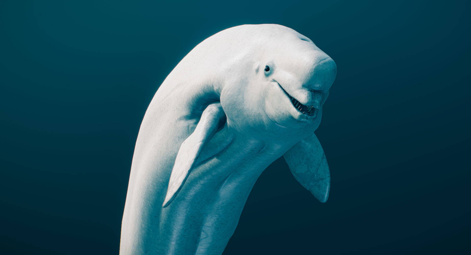 Beluga Whale 3D model_1