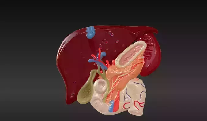 3D Model of Liver Anatomy with Gallbladder 3D print model