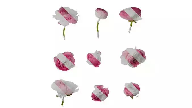 Anydrafts Ranunculus asiaticus Flower 11