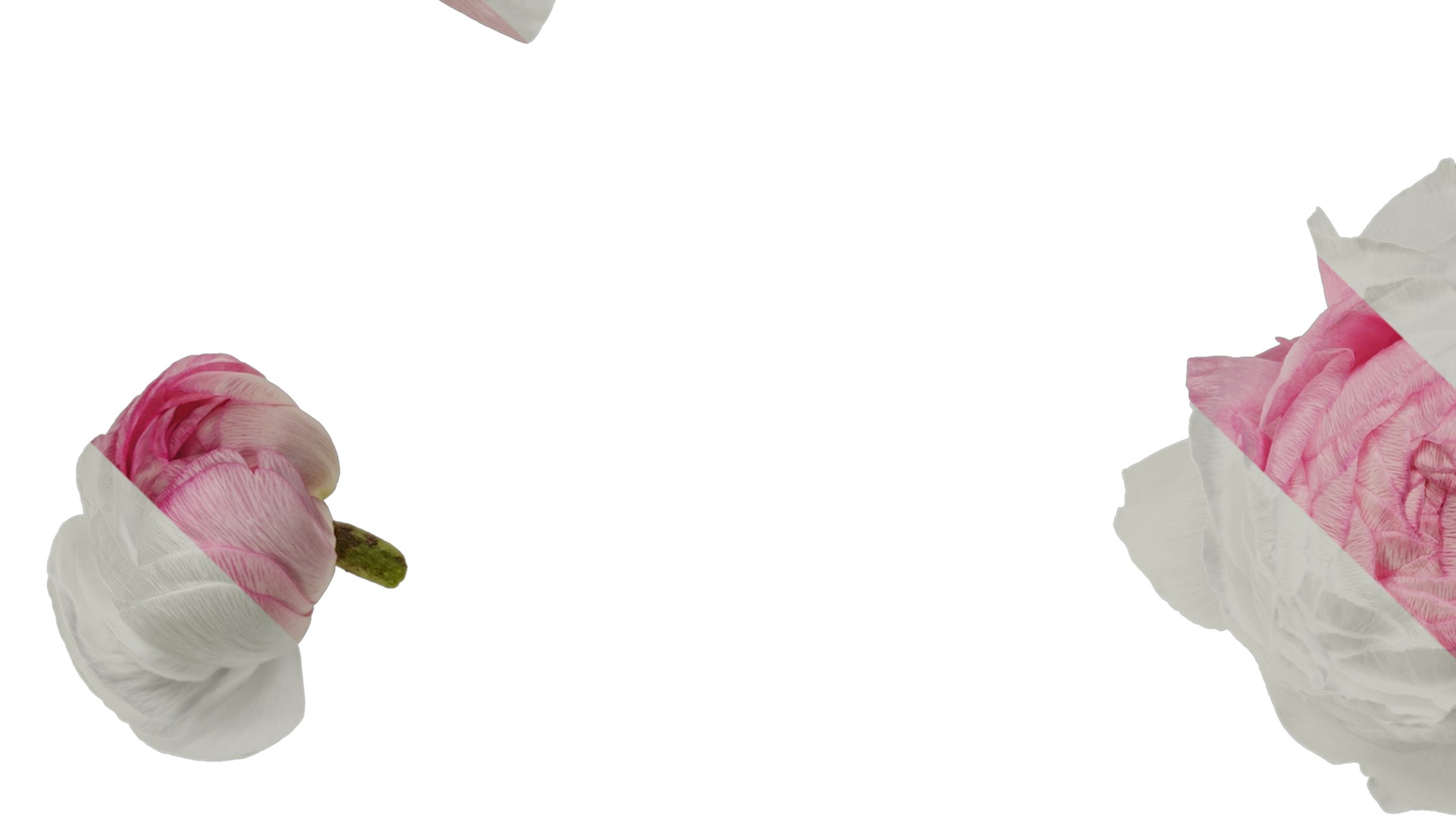 Anydrafts Ranunculus asiaticus Flower 12 Texture_3