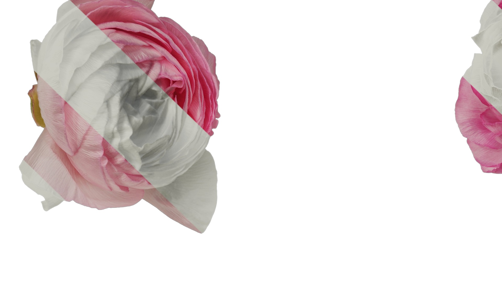 Anydrafts Ranunculus asiaticus Flower 12 Texture_1