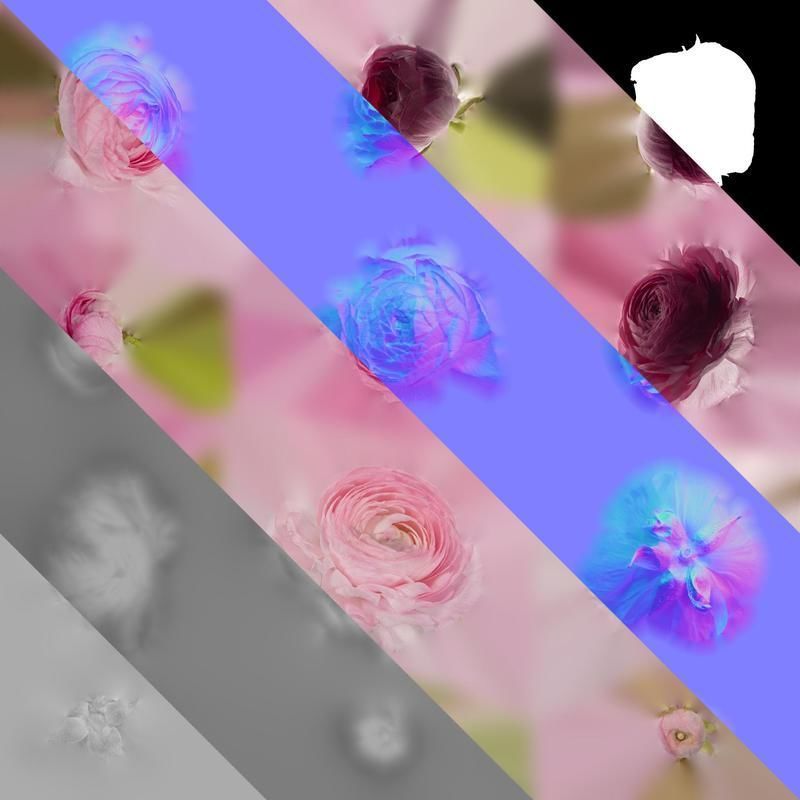 Anydrafts Ranunculus asiaticus Flower 12 Texture_8