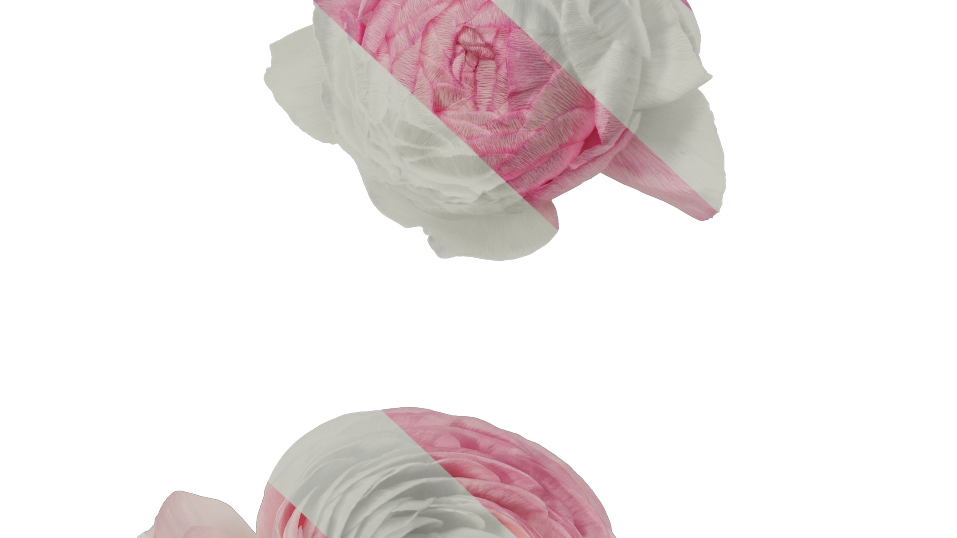 Anydrafts Ranunculus asiaticus Flower 12 Texture_7