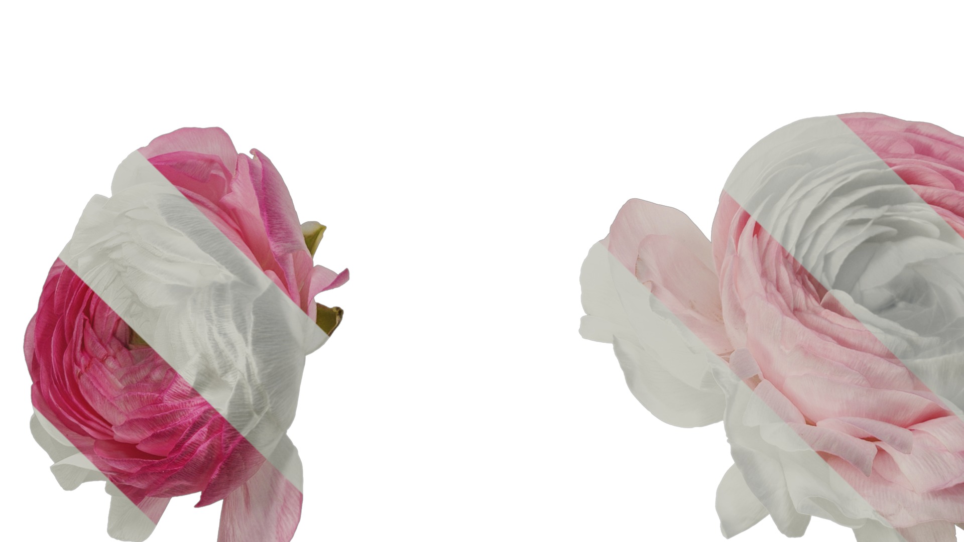 Anydrafts Ranunculus asiaticus Flower 12 Texture_5