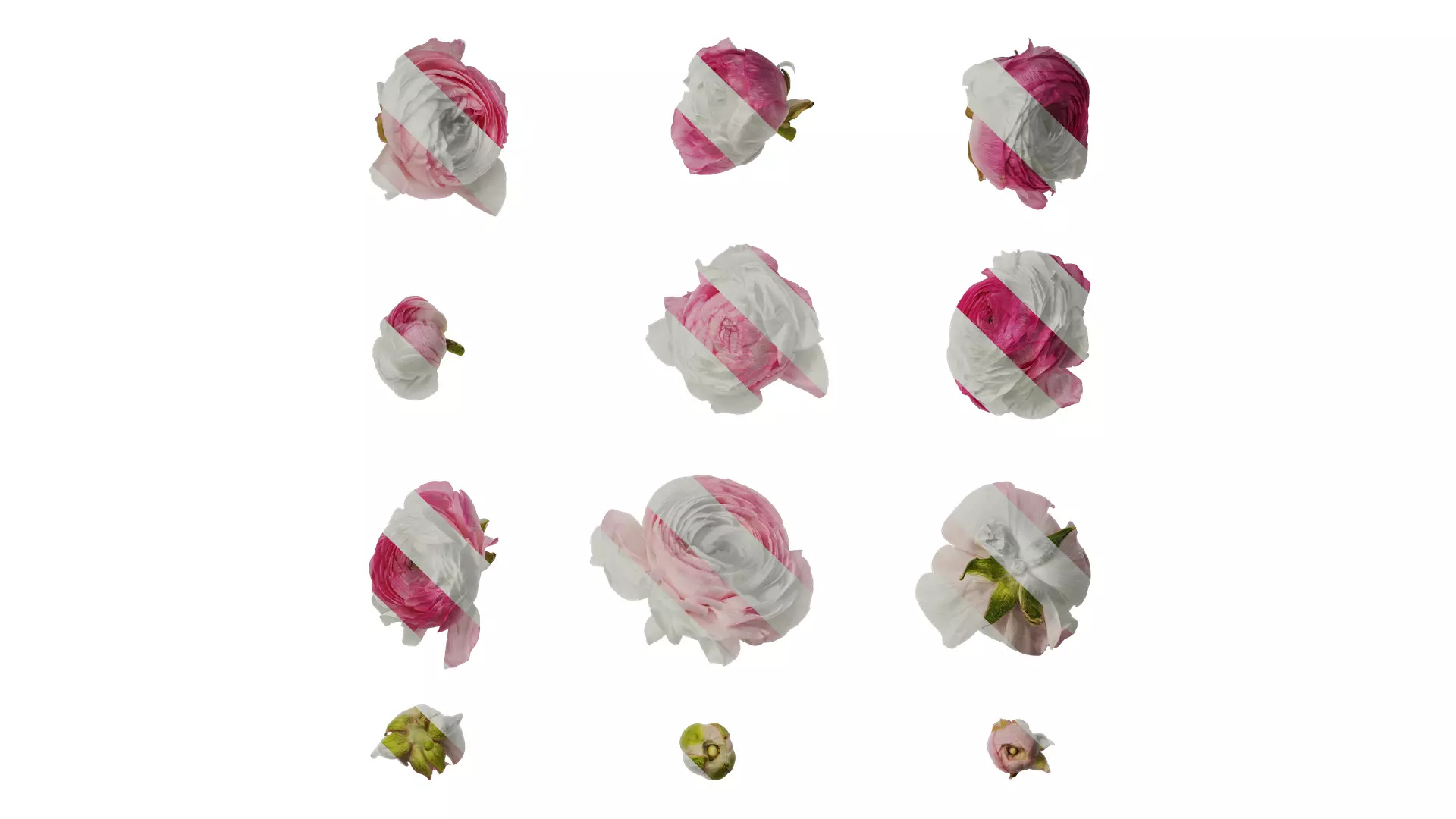 Anydrafts Ranunculus asiaticus Flower 12 Texture_0