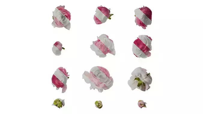 Anydrafts Ranunculus asiaticus Flower 12