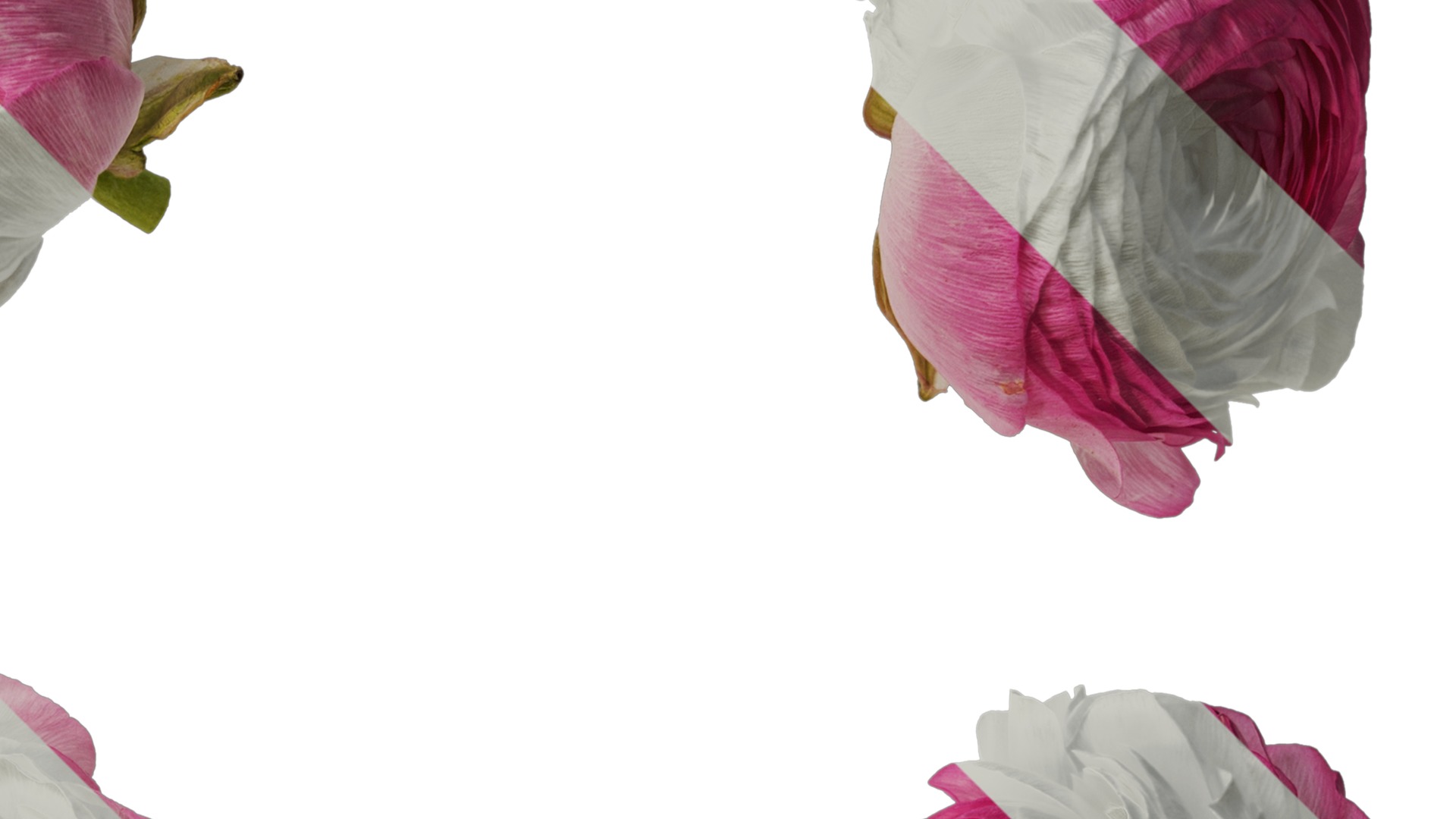 Anydrafts Ranunculus asiaticus Flower 12 Texture_2