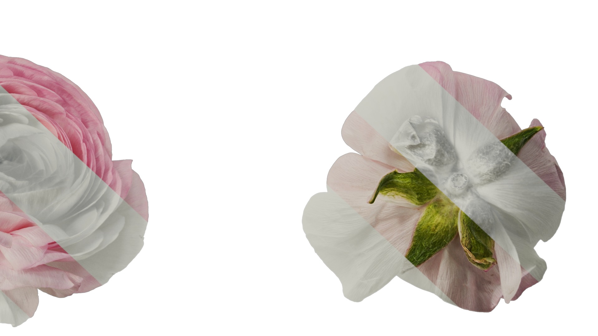 Anydrafts Ranunculus asiaticus Flower 12 Texture_6