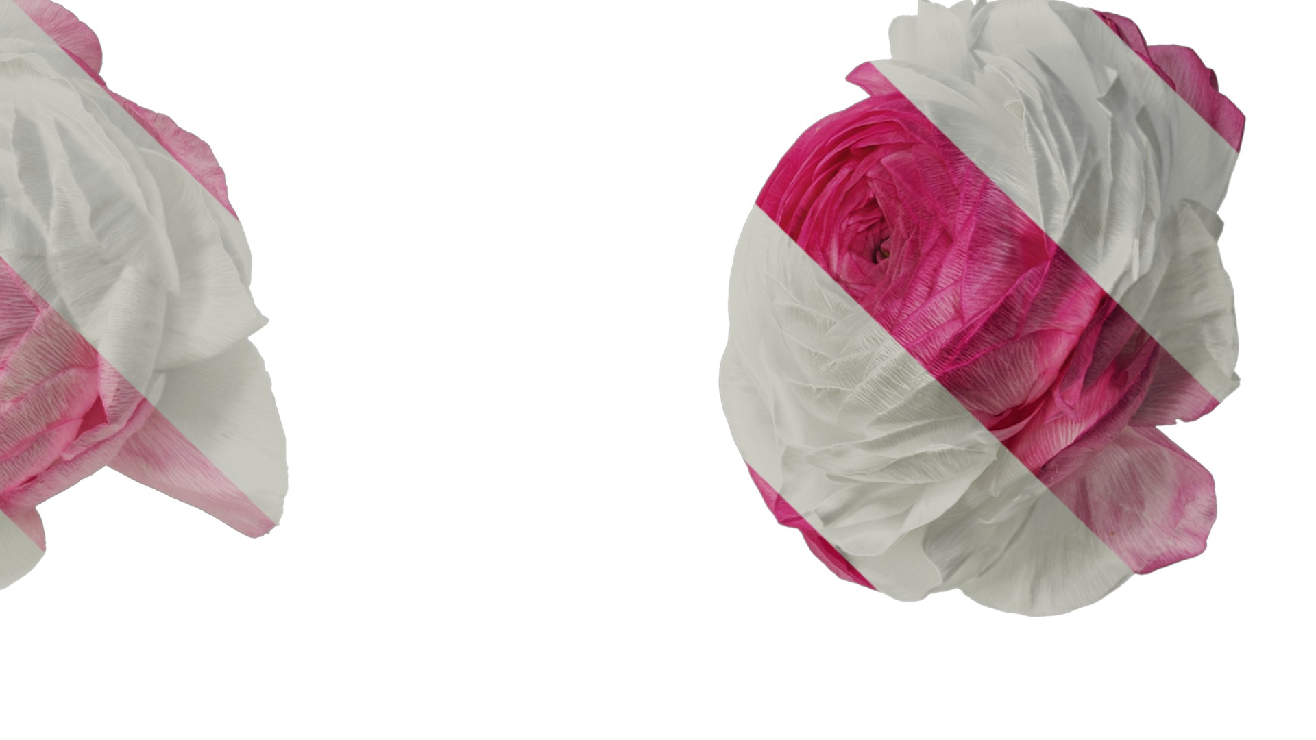 Anydrafts Ranunculus asiaticus Flower 12 Texture_4