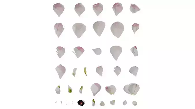 Anydrafts Ranunculus asiaticus Flower 13