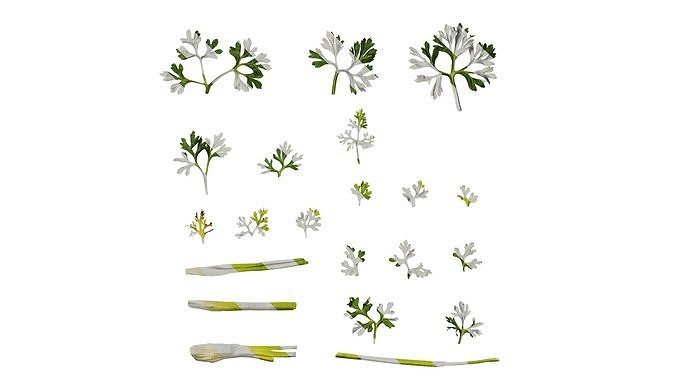 Anydrafts Ranunculus asiaticus Leaf 02 Texture
