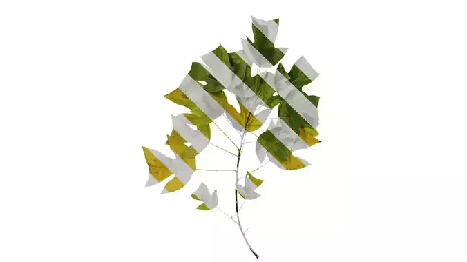 Anydrafts Liriodendron chinense Atlas 03