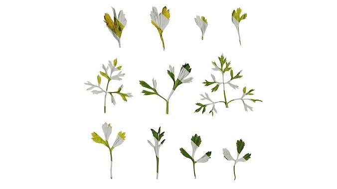 Anydrafts Ranunculus asiaticus Leaf 03 Texture