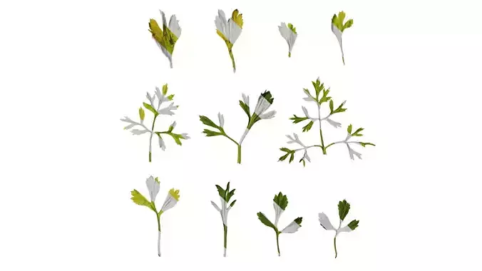 Anydrafts Ranunculus asiaticus Leaf 03