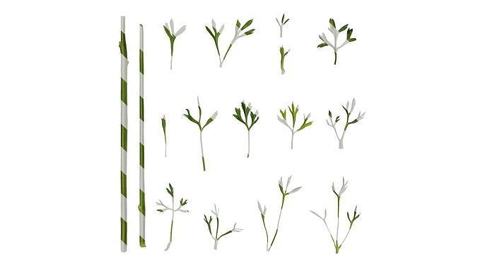 Anydrafts Ranunculus asiaticus Leaf 04 Texture