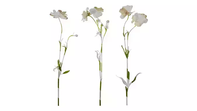 Anydrafts Ranunculus butterfly Atlas 01