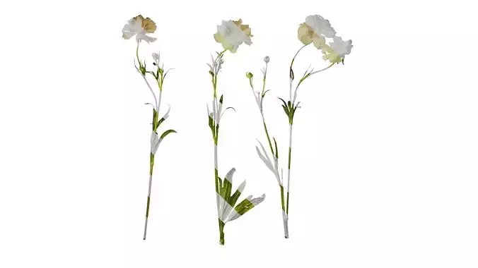 Anydrafts Ranunculus butterfly Atlas 02