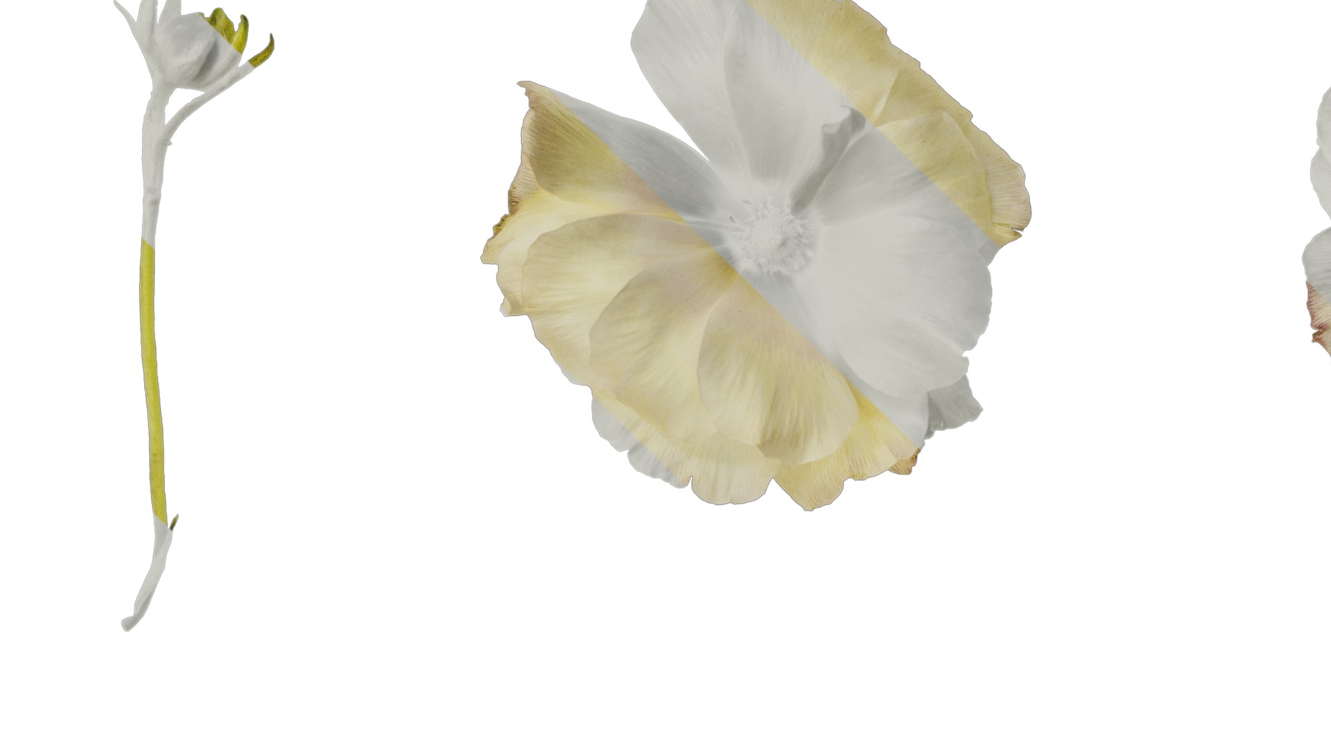 Anydrafts Ranunculus butterfly Flower 01 Texture_1