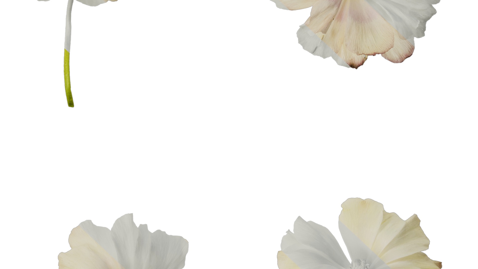 Anydrafts Ranunculus butterfly Flower 01 Texture_6