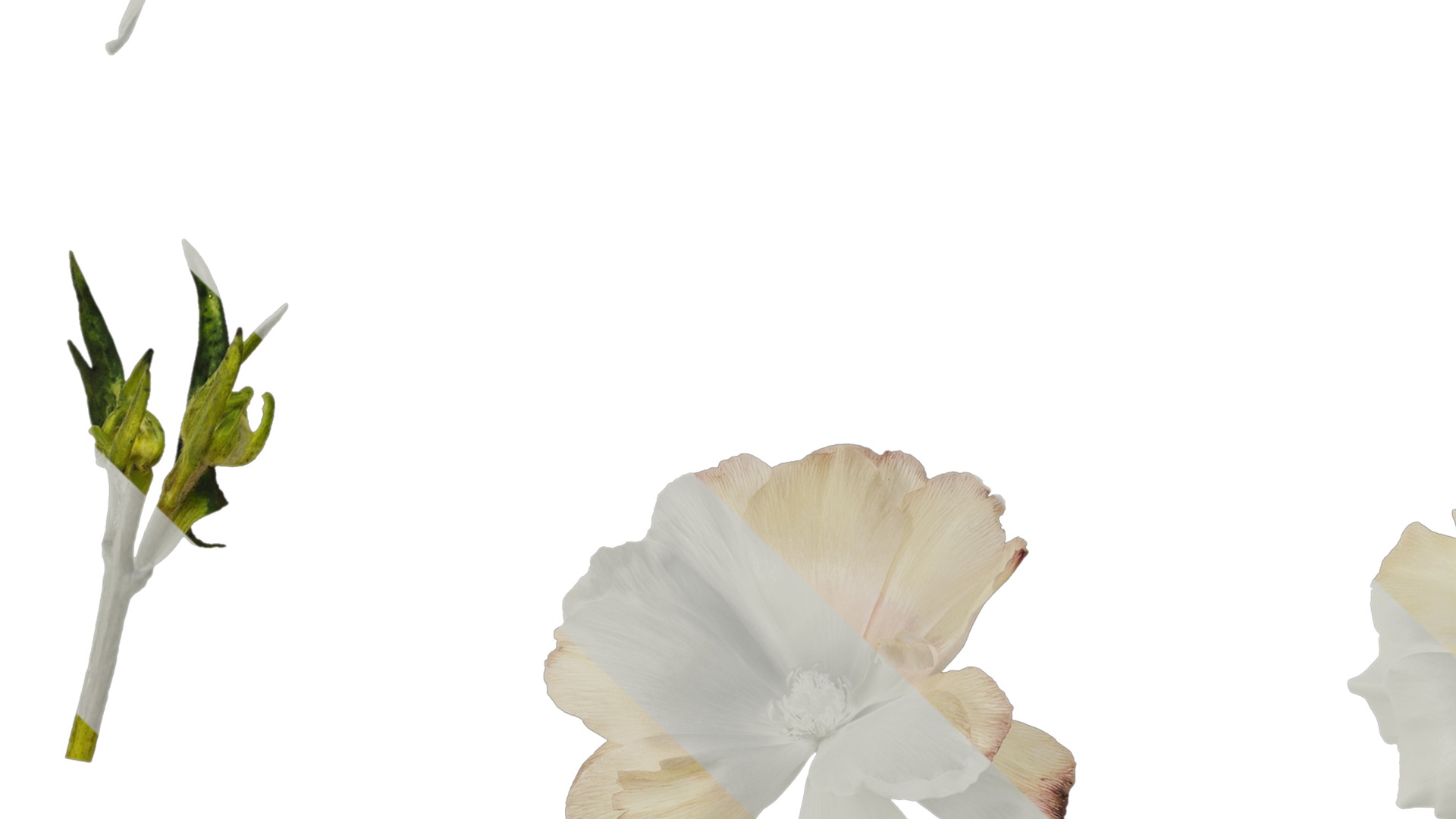 Anydrafts Ranunculus butterfly Flower 01 Texture_3