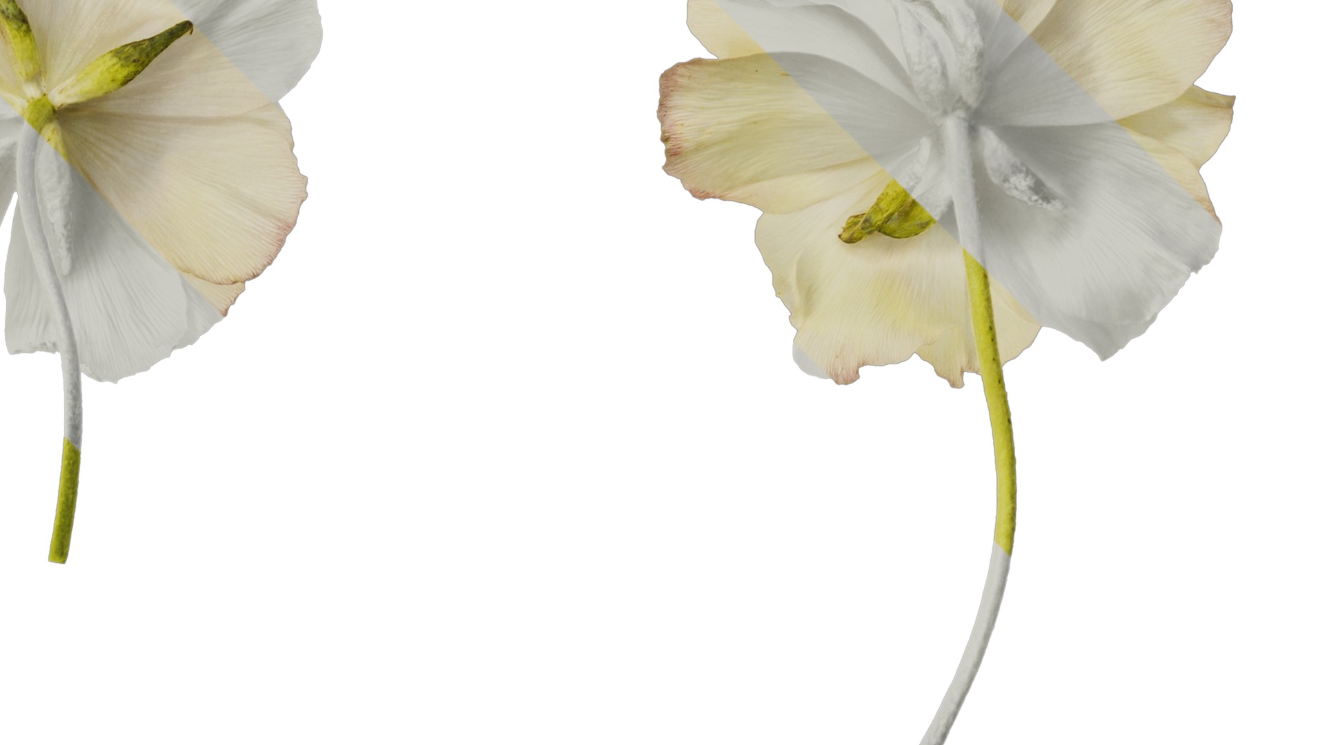 Anydrafts Ranunculus butterfly Flower 01 Texture_2