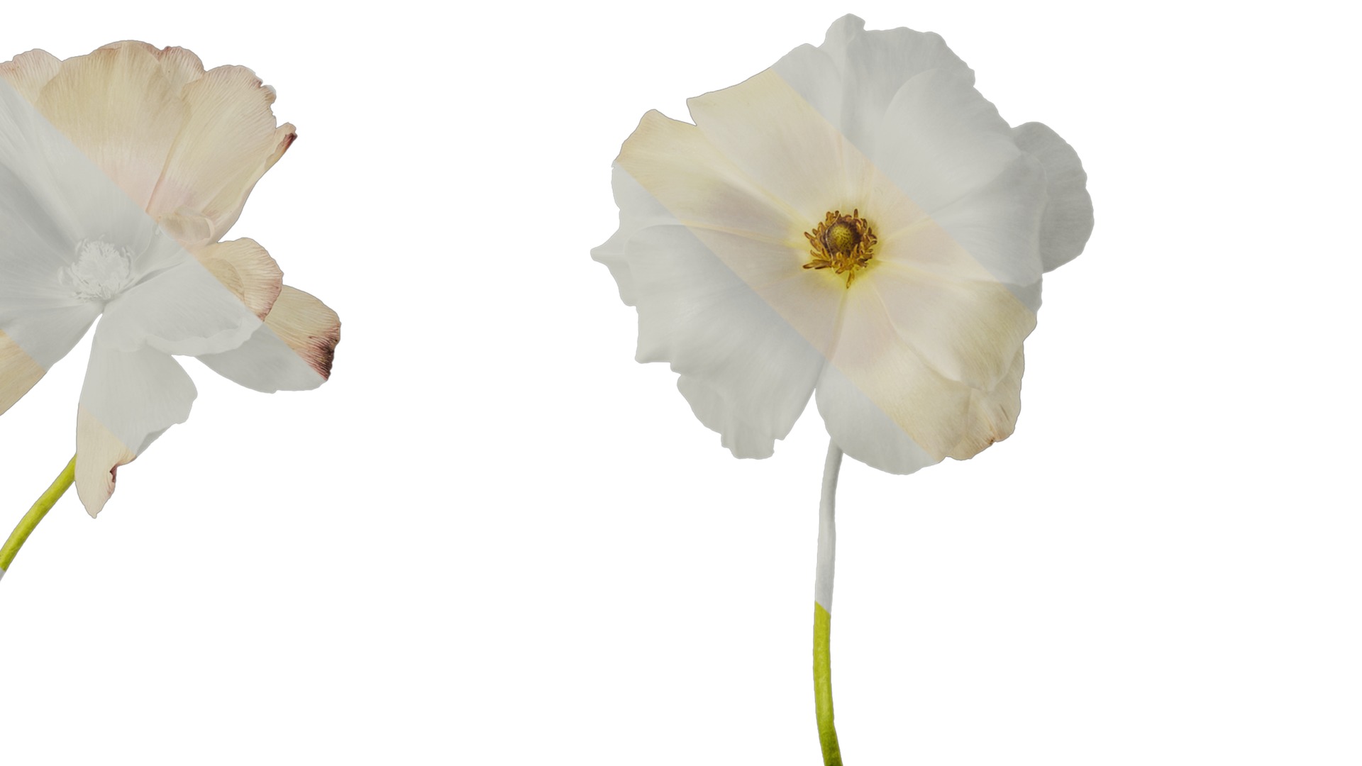 Anydrafts Ranunculus butterfly Flower 01 Texture_7