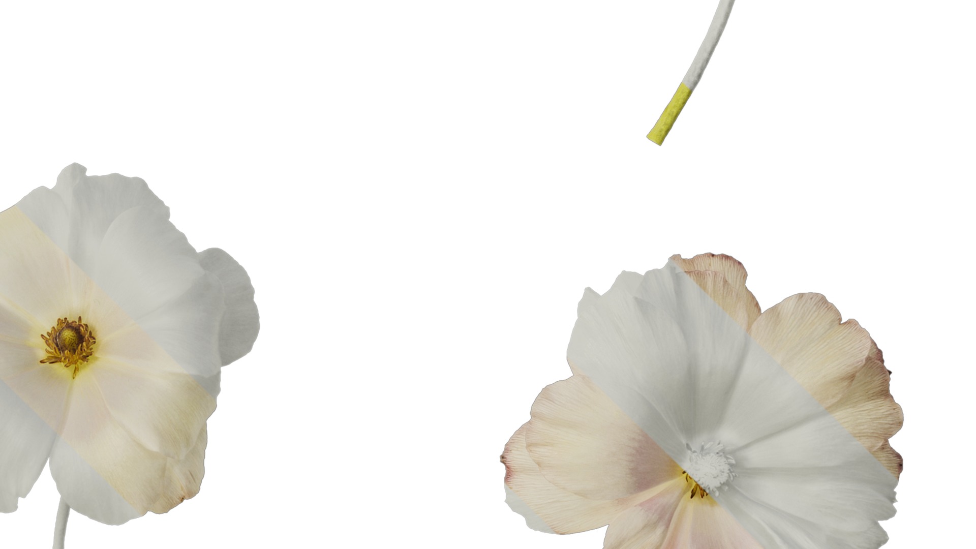 Anydrafts Ranunculus butterfly Flower 01 Texture_4