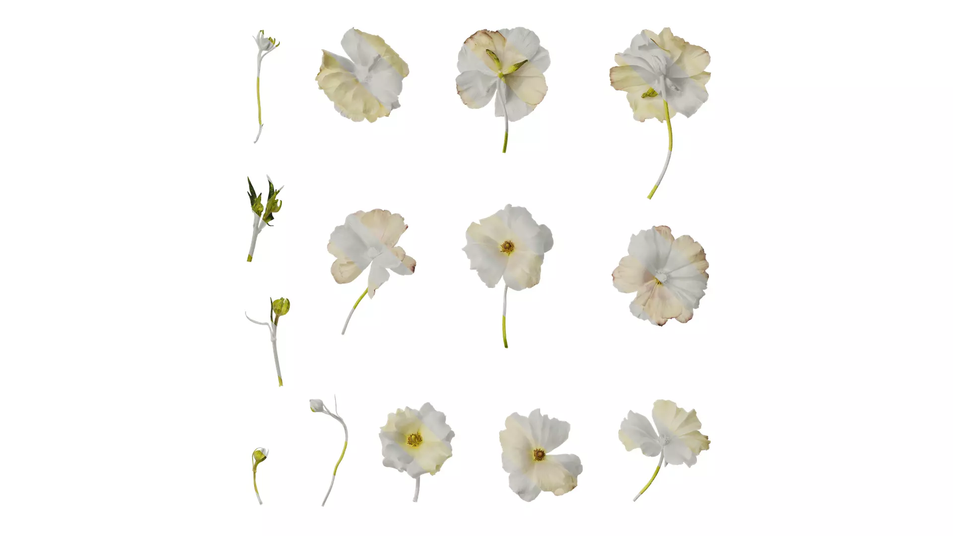 Anydrafts Ranunculus butterfly Flower 01 Texture_0