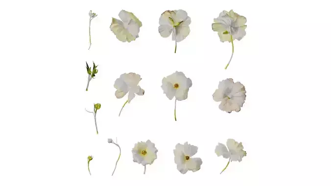 Anydrafts Ranunculus butterfly Flower 01