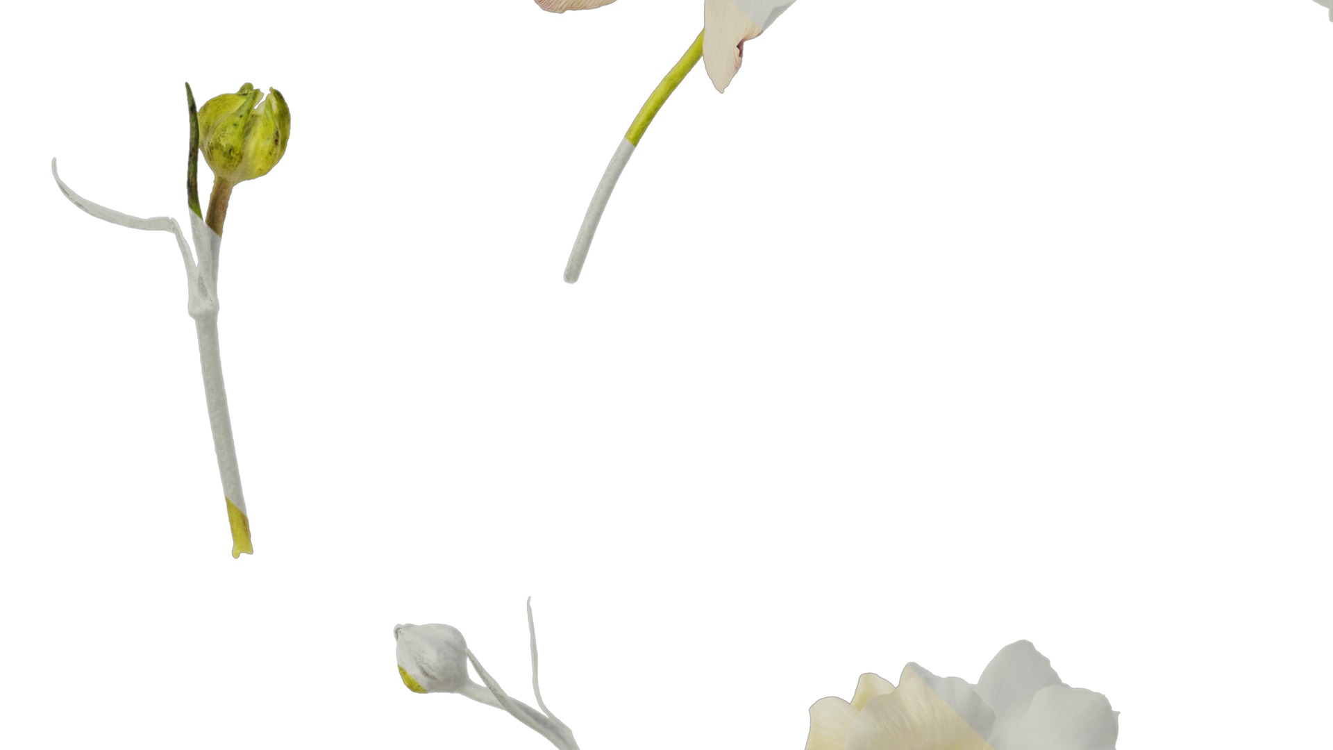 Anydrafts Ranunculus butterfly Flower 01 Texture_5