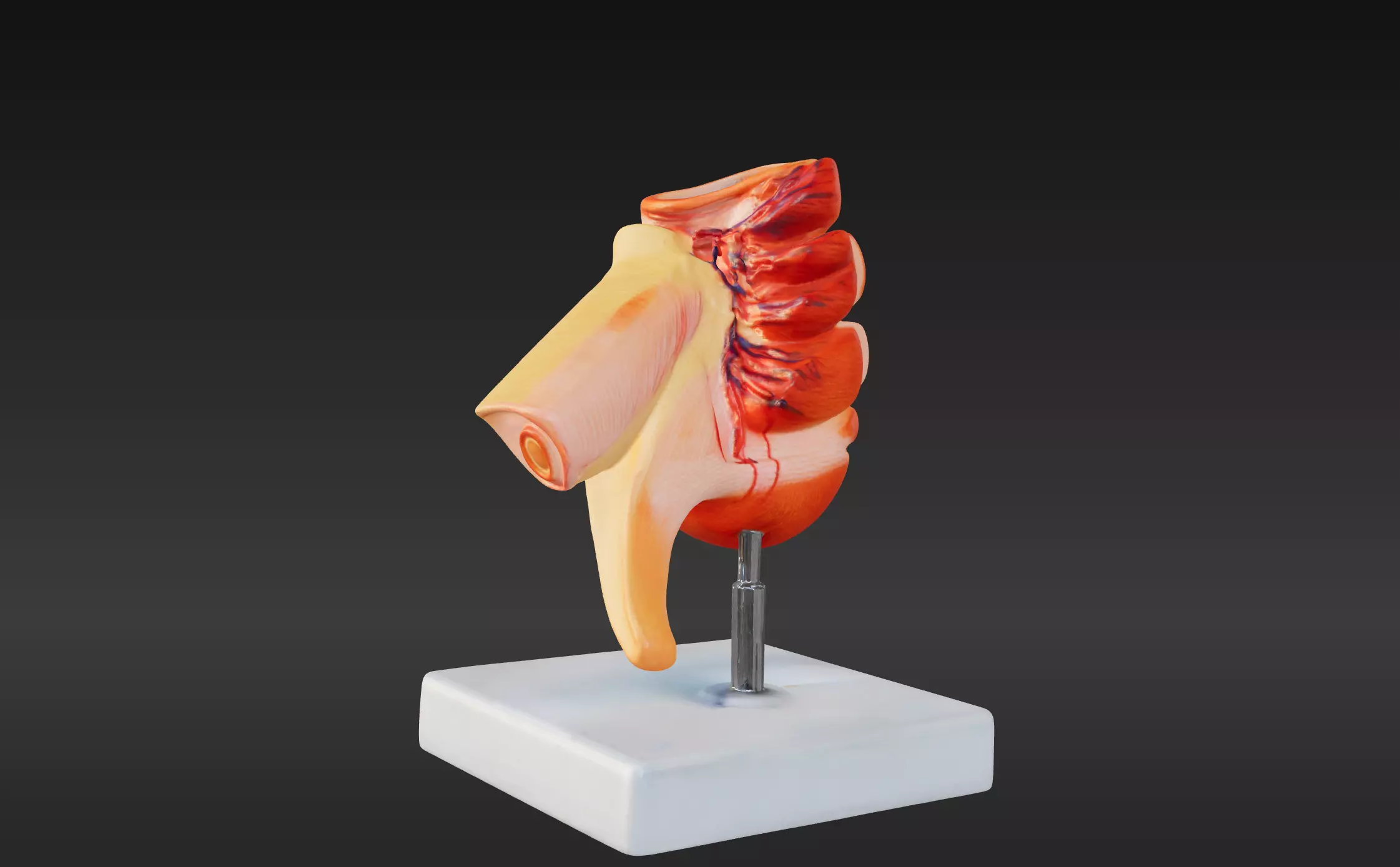 3D Model of Caecum and Appendix 3D print model
