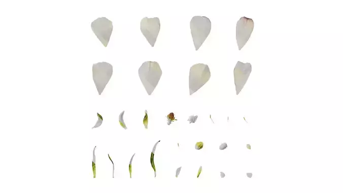 Anydrafts Ranunculus butterfly Flower 02