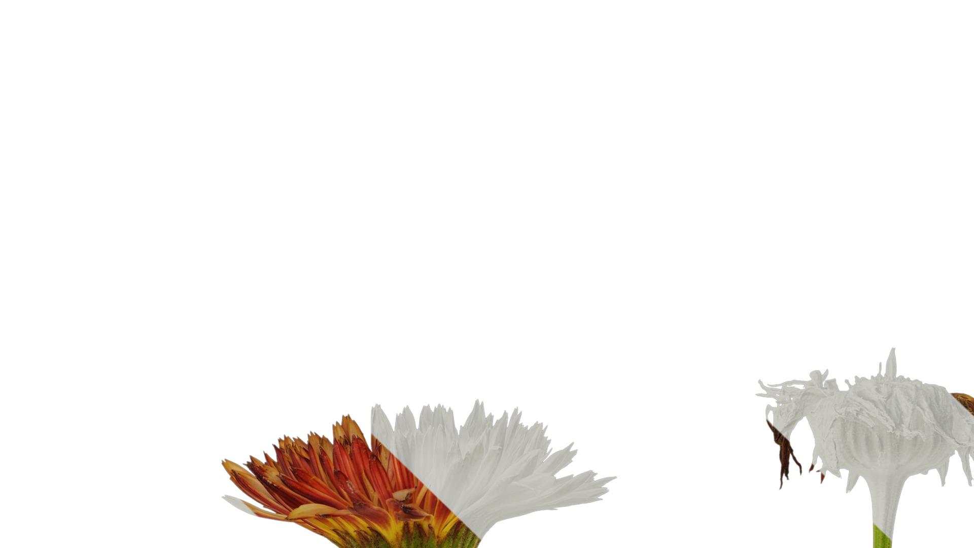 Anydrafts Rudbeckia hirta sahara Atlas 01 Texture_1