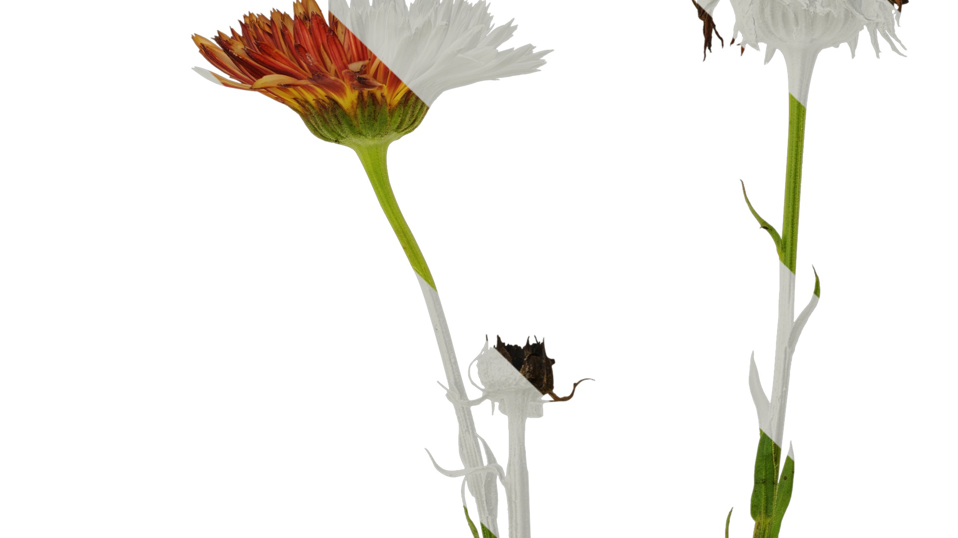 Anydrafts Rudbeckia hirta sahara Atlas 01 Texture_3